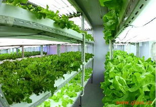 奧玻研發(fā)高科技產品 植物光源