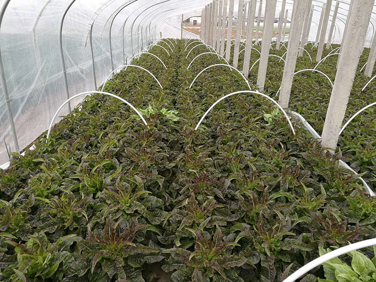 優質萵筍 新鮮上市——綠色農產品的市場機遇與價值